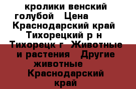 кролики венский голубой › Цена ­ 300 - Краснодарский край, Тихорецкий р-н, Тихорецк г. Животные и растения » Другие животные   . Краснодарский край